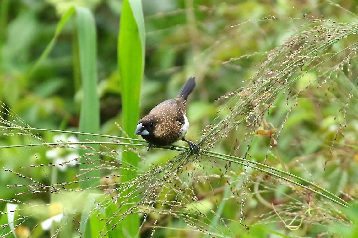 White-rumped munia (Lonchura striata) Dongshi District, Taiwan. Apr 26, 2019 Geotagged,Lonchura striata,Spring,Taiwan,white rumped munia