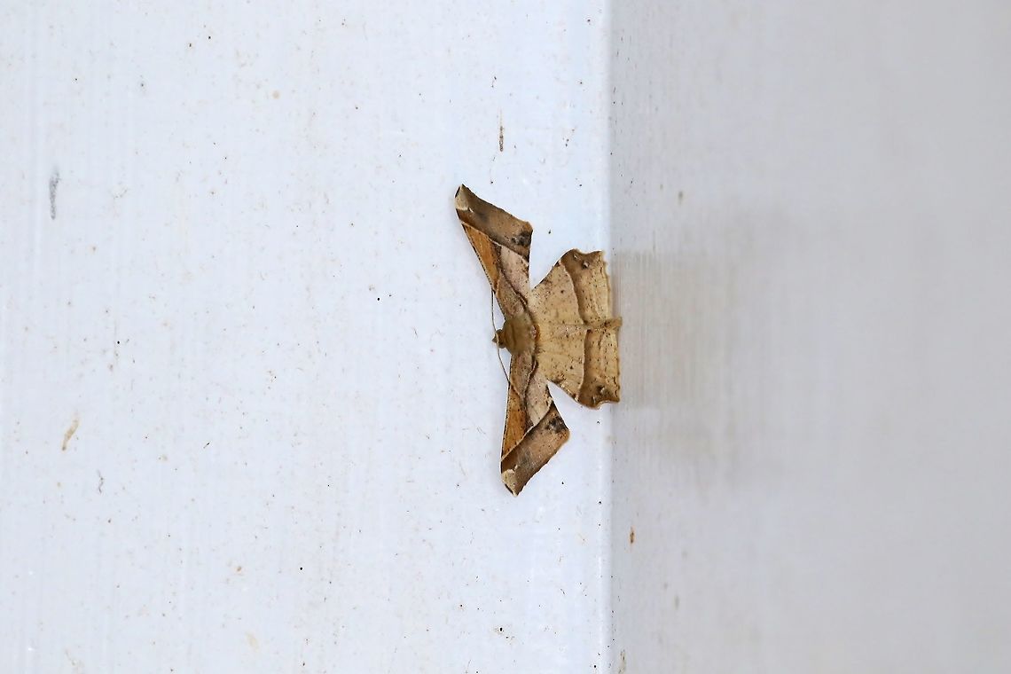 Krananda (Krananda) latimarginaria (Geometridae) Dongshi District, Taiwan. Apr 26, 2019 Geotagged,Spring,Taiwan,Trigonoptila latimarginaria