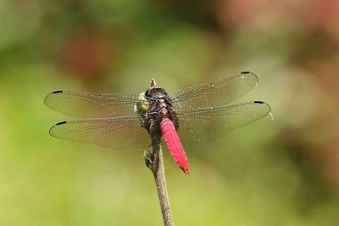 Crimson-tailed Marsh Hawk (Orthetrum pruinosum) Nanzhuang district, Taiwan. Apr 26, 2019 Crimson-tailed Marsh Hawk,Geotagged,Orthetrum pruinosum,Spring,Taiwan