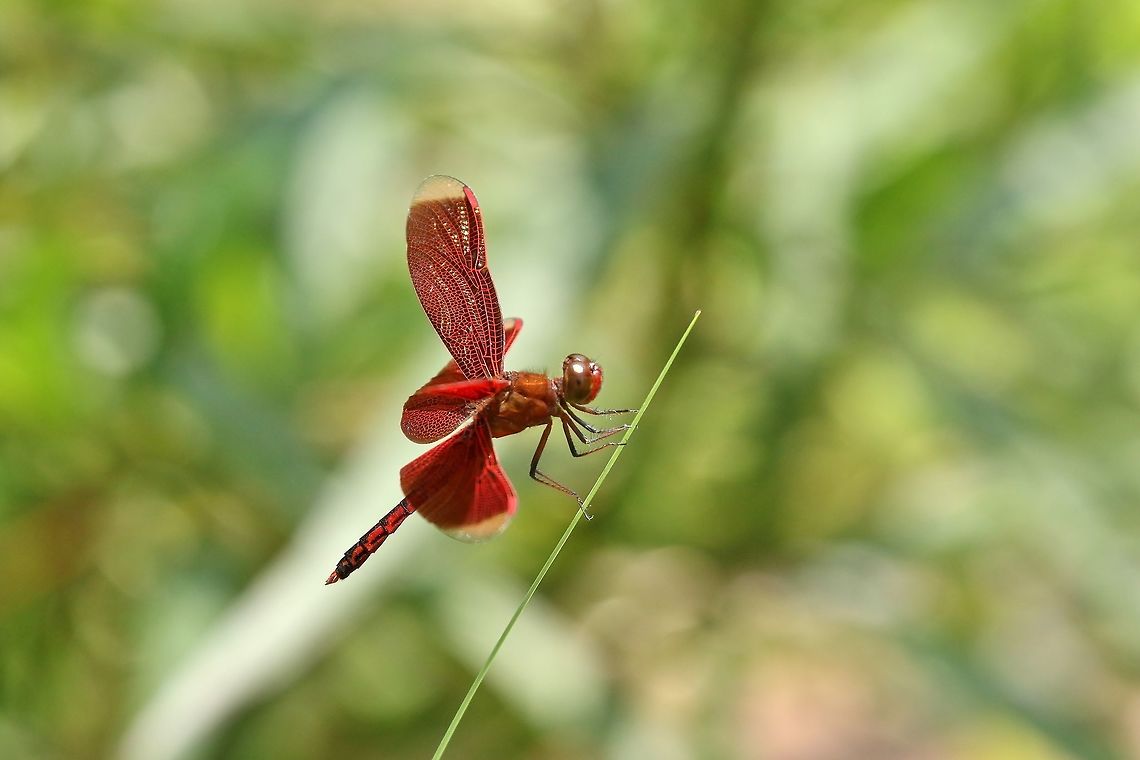 Neurothemis taiwanensis (Libellulidae) Nanzhuang District, Taiwan. Apr 26, 2019 Geotagged,Neurothemis taiwanensis,Spring,Taiwan