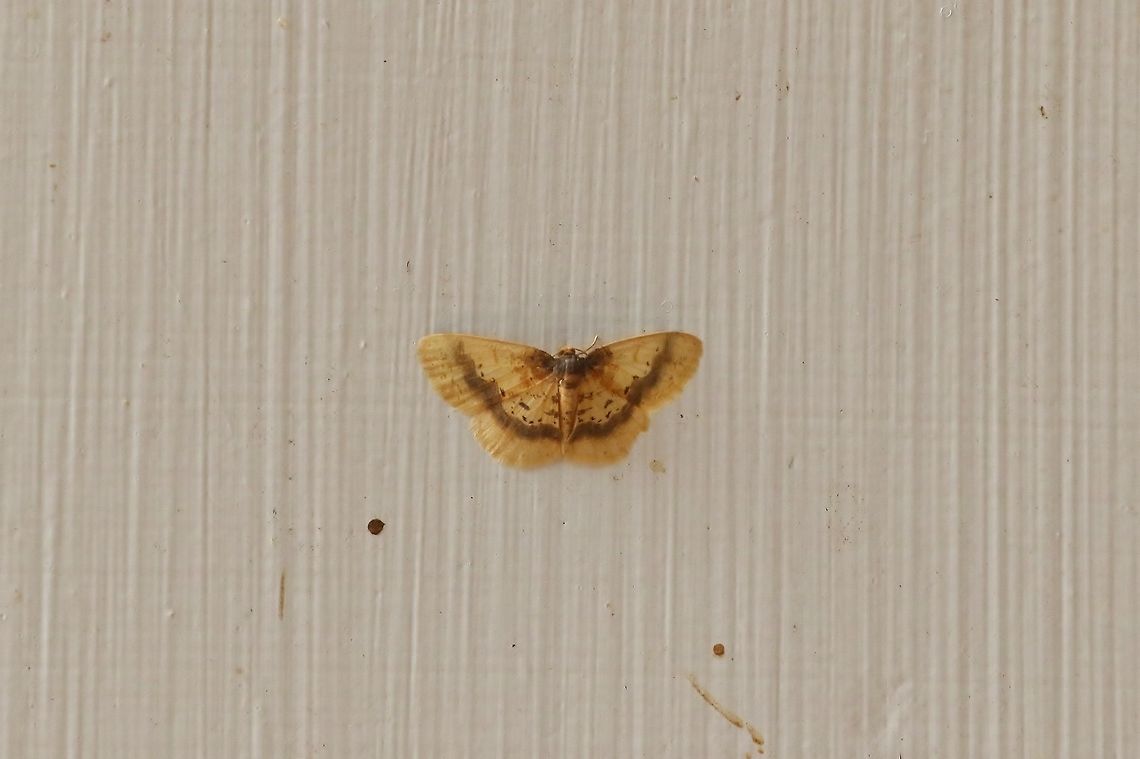 Ninodes watanabei (Geometridae) Nanzhuang District, Taiwan. Apr 26, 2019 Geotagged,Ninodes watanabei,Spring,Taiwan