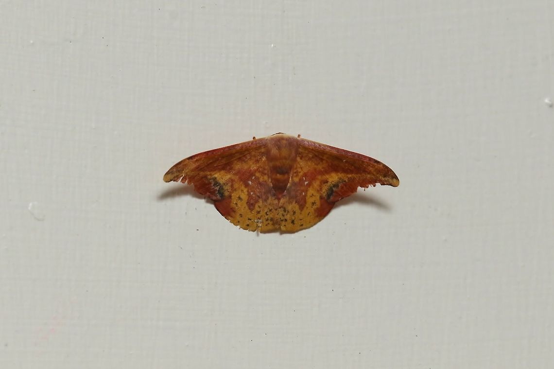 Oreta fuscopurpurea (Drepanidae) Nanzhuang District, Taiwan. Apr 26, 2019 Geotagged,Oreta fuscopurpurea,Spring,Taiwan