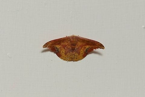 Oreta fuscopurpurea (Drepanidae) Nanzhuang District, Taiwan. Apr 26, 2019 Geotagged,Oreta fuscopurpurea,Spring,Taiwan