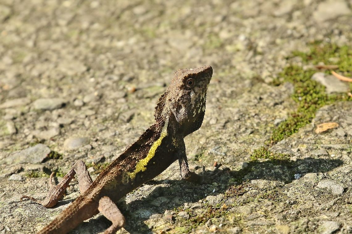 Taiwan Japalure (Diploderma swinhonis) Nanzhuang District, Taiwan. Apr 26, 2019 Diploderma swinhonis,Geotagged,Spring,Taiwan