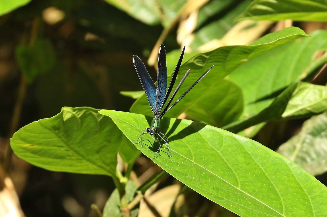 Formosan Jewelwing (Matrona cyanoptera) Nanzhuang District, Taiwan. Apr 26, 2019 Formosan Jewelwing,Geotagged,Matrona cyanoptera,Spring,Taiwan