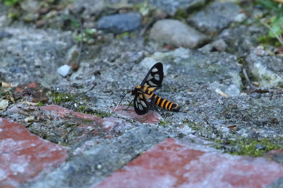 Amata perixanthia (Erebidae) Nanzhuang District, Taiwan. Apr 26, 2019 Amata perixanthia,Geotagged,Spring,Taiwan
