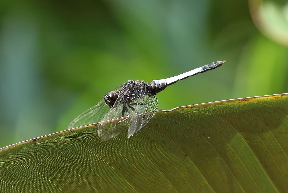Blue-tailed forest hawk (Orthetrum triangulare) Nanzhuang District, Taiwan. Apr 26, 2019 Geotagged,Orthetrum triangulare,Spring,Taiwan