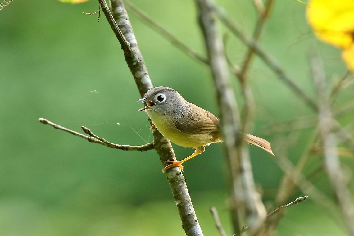 Grey-cheeked fulvetta (Alcippe morrisonia) Nanzhuang District, Taiwan. Apr 26, 2019 Alcippe morrisonia,Geotagged,Grey-cheeked fulvetta,Spring,Taiwan