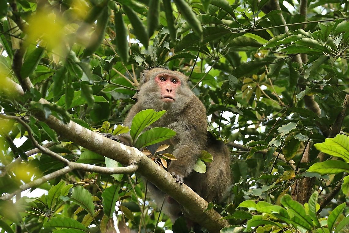 Formosan rock macaque (Macaca cyclopis) Nanzhuang District, Taiwan. Apr 26, 2019 Formosan rock macaque,Geotagged,Macaca cyclopis,Spring,Taiwan