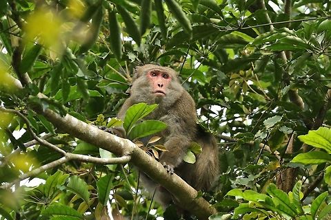 Formosan rock macaque (Macaca cyclopis) Nanzhuang District, Taiwan. Apr 26, 2019 Formosan rock macaque,Geotagged,Macaca cyclopis,Spring,Taiwan