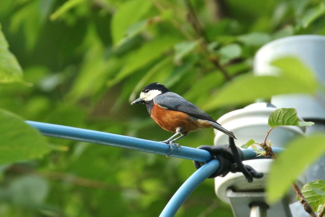 Chestnut-bellied tit (Sittiparus castaneoventris) Nanzhuang District, Taiwan. Apr 26, 2019 Chestnut-bellied tit,Geotagged,Sittiparus castaneoventris,Spring,Taiwan