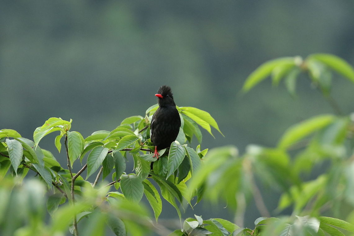 Black bulbul (Hypsipetes leucocephalus) Nanzhuang District, Taiwan. Apr 26, 2019 Black bulbul,Geotagged,Hypsipetes leucocephalus,Spring,Taiwan