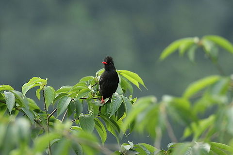 Black bulbul (Hypsipetes leucocephalus) Nanzhuang District, Taiwan. Apr 26, 2019 Black bulbul,Geotagged,Hypsipetes leucocephalus,Spring,Taiwan