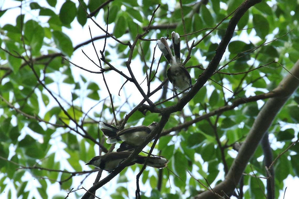 Philippine pied fantail (Rhipidura nigritorquis) Fort Santiago, Manila, Philippines. Apr 24, 2019 Geotagged,Philippine pied fantail,Philippines,Rhipidura nigritorquis,Spring