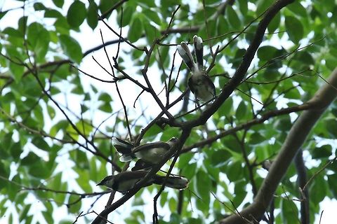 Philippine pied fantail (Rhipidura nigritorquis) Fort Santiago, Manila, Philippines. Apr 24, 2019 Geotagged,Philippine pied fantail,Philippines,Rhipidura nigritorquis,Spring