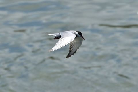 Whiskered tern (Chlidonias hybrida) Fort Santiago, Manila, Philippines. Apr 24, 2019 Chlidonias hybrida,Geotagged,Philippines,Spring,Whiskered tern