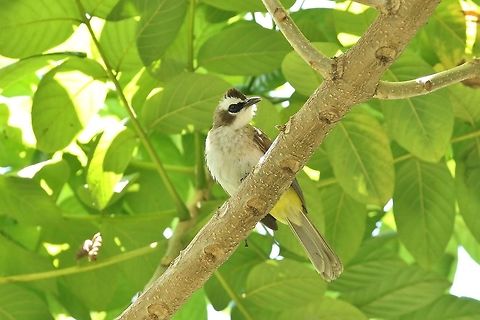 Yellow-vented Bulbul (Pycnonotus goiavie) Fort Santiago, Manila, Philippines. Apr 24, 2019 Geotagged,Philippines,Pycnonotus goiavier,Spring,Yellow-vented Bulbul