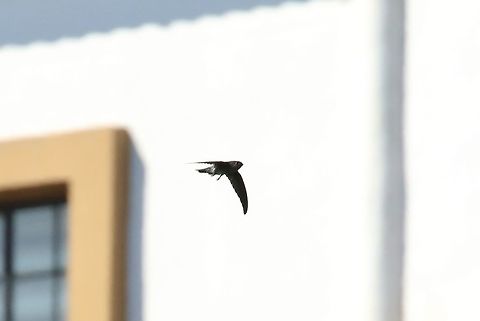 Grey-rumped swiftlet (Collocalia marginata) Fort Santiago, Manila, Philippines.  Apr 24, 2019 Collocalia marginata,Geotagged,Grey-rumped swiftlet,Philippines,Spring