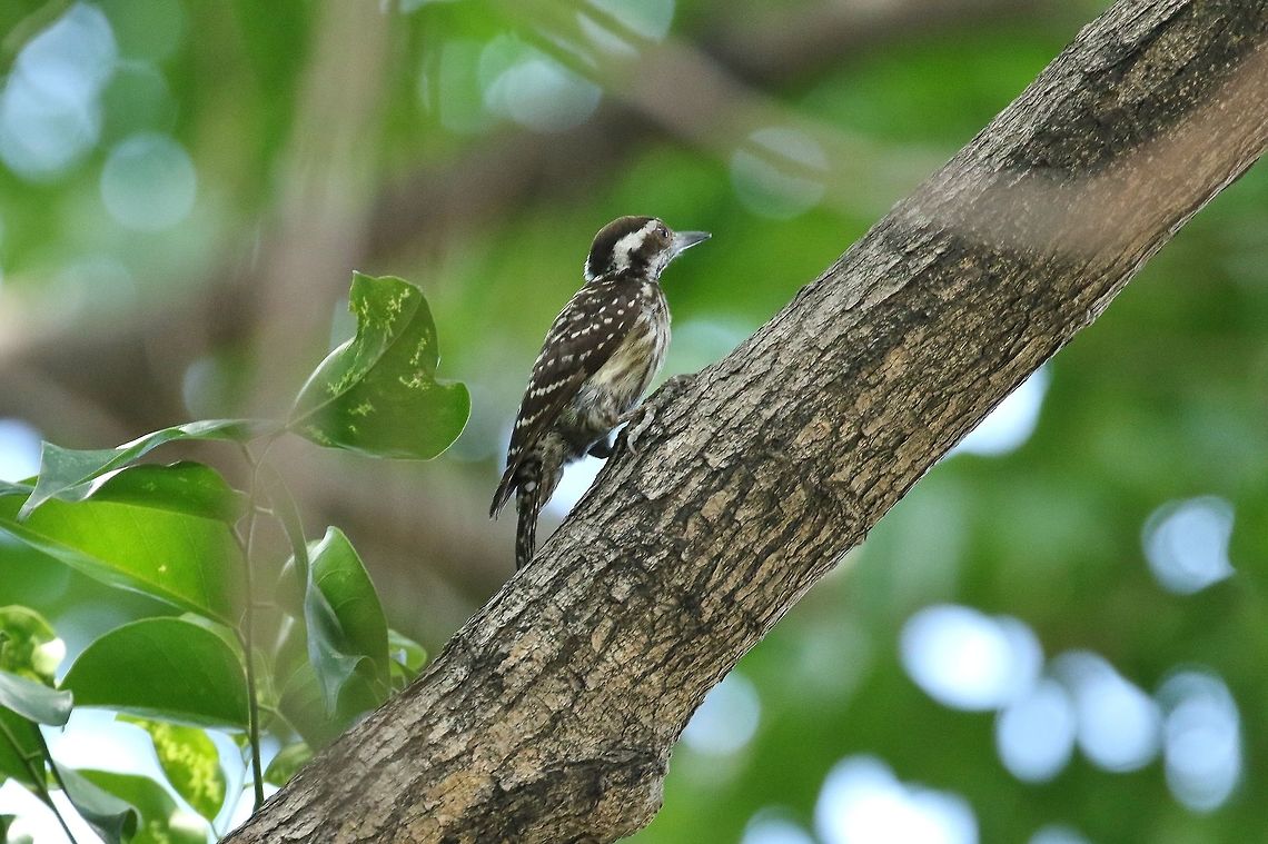 Philippine pygmy woodpecker (Yungipicus maculatus) Fort Santiago, Manila, Philippines. Apr 24, 2019 Geotagged,Philippine pygmy woodpecker,Philippines,Spring,Yungipicus maculatus