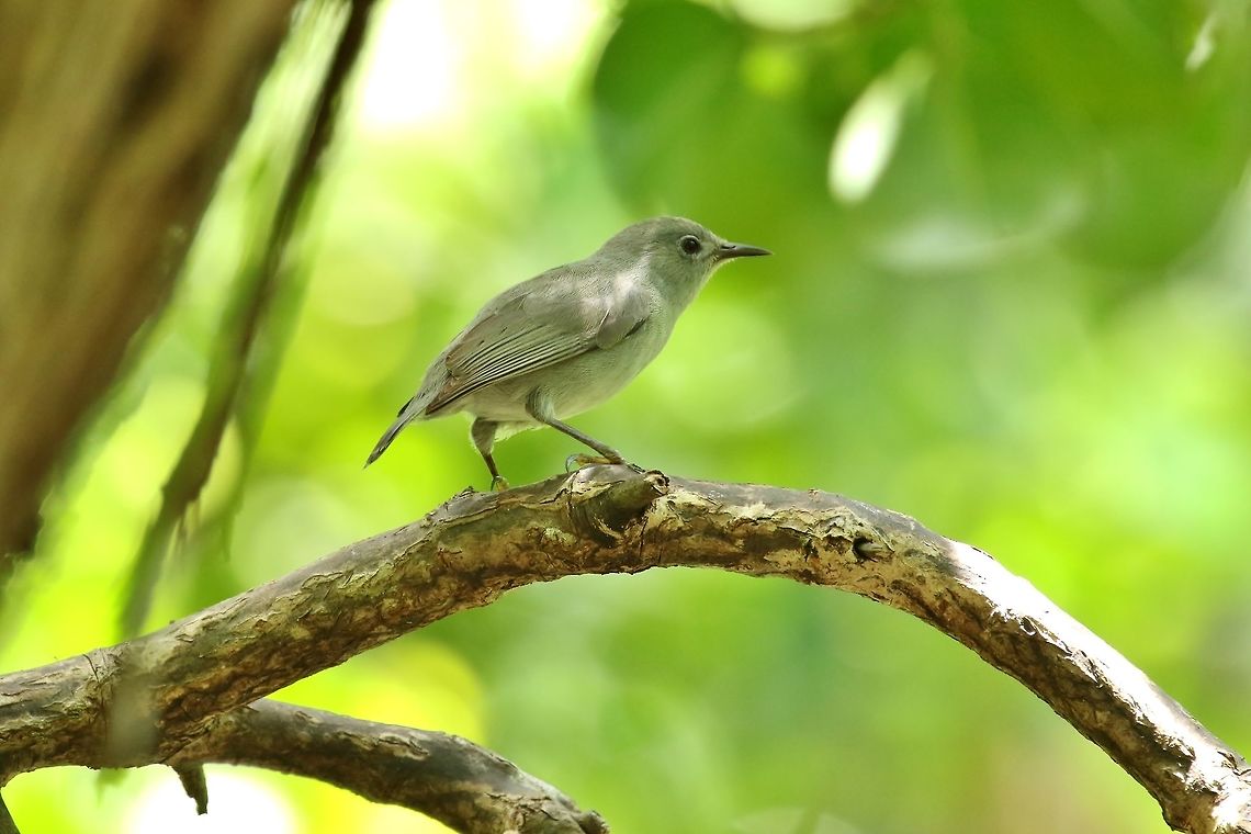 Kosrae white-eye (Zosterops cinereus) Pacific Treelodge, Kosrae, FSM. Apr 22, 2019 Federated States of Micronesia,Geotagged,Kosrae white-eye,Spring,Zosterops cinereus