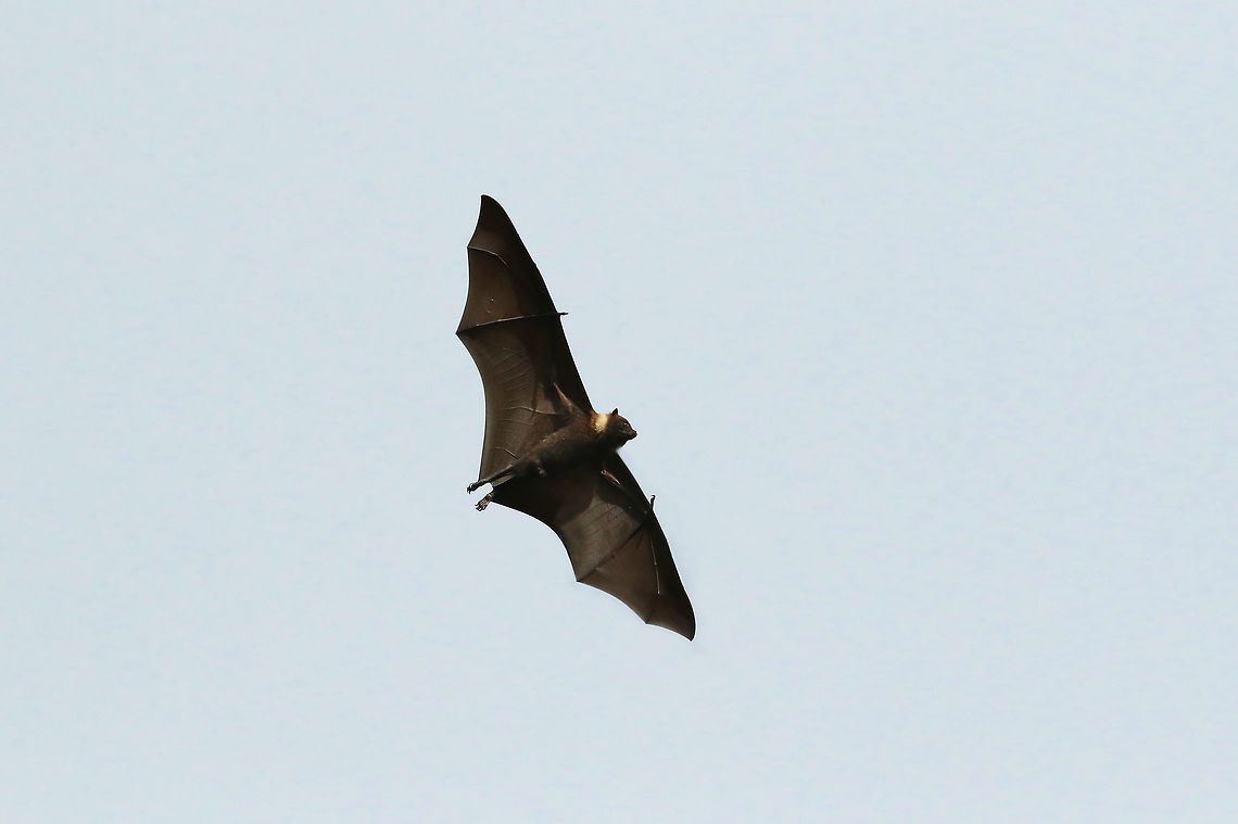 Kosrae flying fox (Pteropus ualanus) Kosrae, Federated States of Micronesia. Apr 21, 2019 Federated States of Micronesia,Geotagged,Kosrae flying fox,Pteropus ualanus,Spring