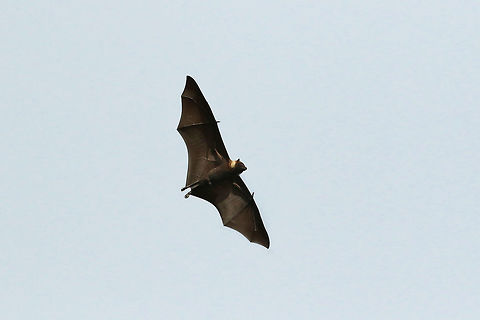 Kosrae flying fox (Pteropus ualanus) Kosrae, Federated States of Micronesia. Apr 21, 2019 Federated States of Micronesia,Geotagged,Kosrae flying fox,Pteropus ualanus,Spring