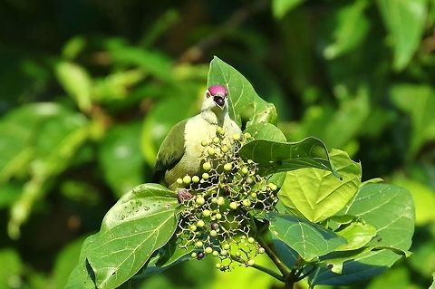 Kosrae fruit dove (Ptilinopus hernsheimi) Kosrae, Federated States of Micronesia. Apr 21, 2019 Federated States of Micronesia,Geotagged,Kosrae fruit dove,Ptilinopus hernsheimi,Spring