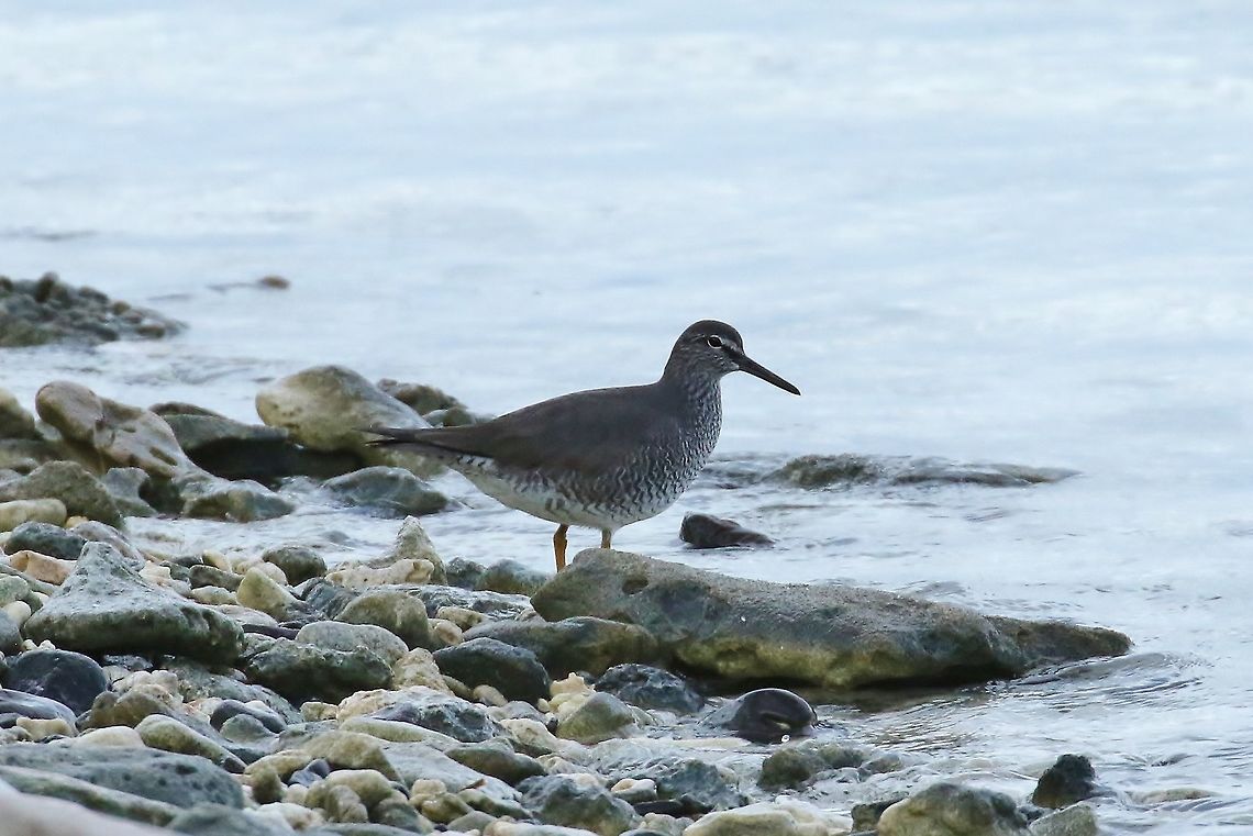 Wandering tattler (Tringa incana) Kosrae, Federated States of Micronesia. Apr 19, 2019 Federated States of Micronesia,Geotagged,Spring,Tringa incana,Wandering tattler