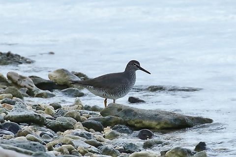 Wandering tattler (Tringa incana) Kosrae, Federated States of Micronesia. Apr 19, 2019 Federated States of Micronesia,Geotagged,Spring,Tringa incana,Wandering tattler