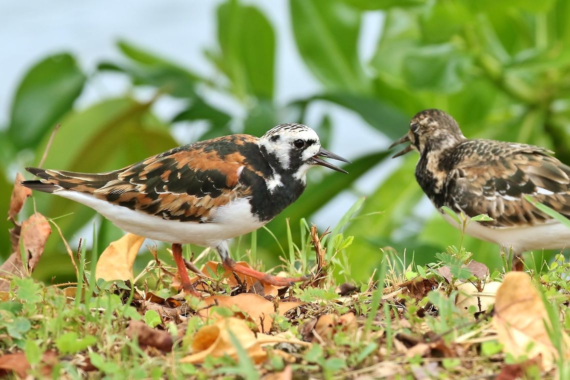 Ruddy Turnstone (Arenaria interpres) Pohnpei, Federated States of Micronesia. Apr 18, 2019 Arenaria interpres,Federated States of Micronesia,Geotagged,Ruddy Turnstone,Spring