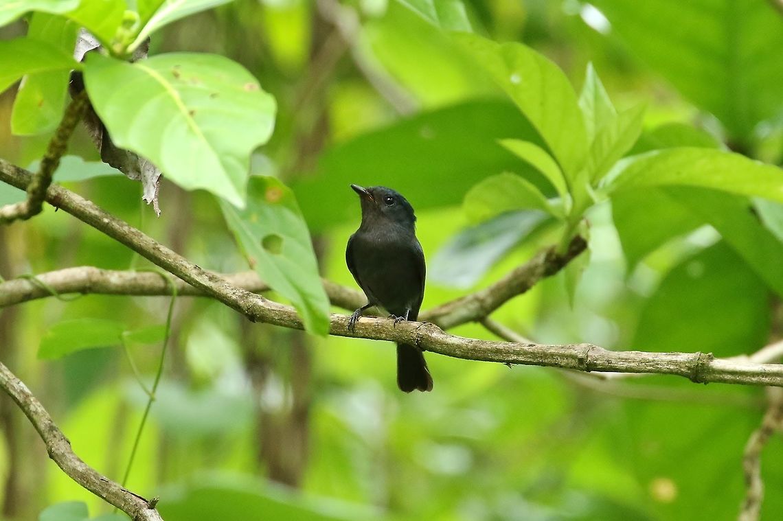 Pohnpei flycatcher (Myiagra pluto) Nan Madol, Pohnpei, Federated States of Micronesia. Apr 18, 2019 Federated States of Micronesia,Geotagged,Myiagra pluto,Pohnpei flycatcher,Spring