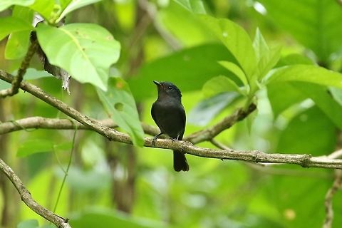 Pohnpei flycatcher (Myiagra pluto) Nan Madol, Pohnpei, Federated States of Micronesia. Apr 18, 2019 Federated States of Micronesia,Geotagged,Myiagra pluto,Pohnpei flycatcher,Spring