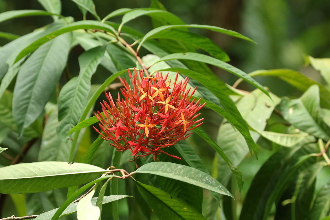 Flame of the woods (Ixora casei) Pohnpei, Federated States of Micronesia. Apr 18, 2019 Federated States of Micronesia,Flame of the woods,Geotagged,Ixora casei,Spring