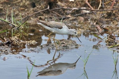 Marsh Sandpiper (Federated States of Micronesia) Pohnpei Airport, Federated States of Micronesia. Apr 17, 2019 Federated States of Micronesia,Geotagged,Marsh Sandpiper,Spring,Tringa stagnatilis