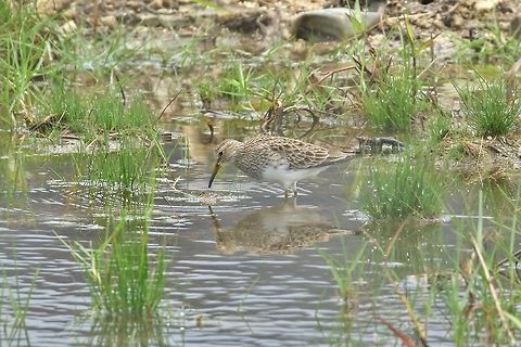 Pectoral sandpiper (Calidris melanotos) Pohnpei Airport, Federated States of Micronesia. Apr 17, 2019 Calidris melanotos,Federated States of Micronesia,Geotagged,Pectoral sandpiper,Spring