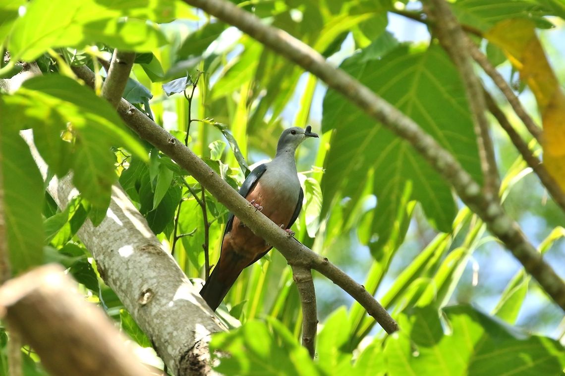 Micronesian imperial pigeon (Ducula oceanica) Sokeh's Island, Pohnpei, Federated States of Micronesia. Apr 16, 2019 Ducula oceanica,Federated States of Micronesia,Geotagged,Micronesian imperial pigeon,Spring