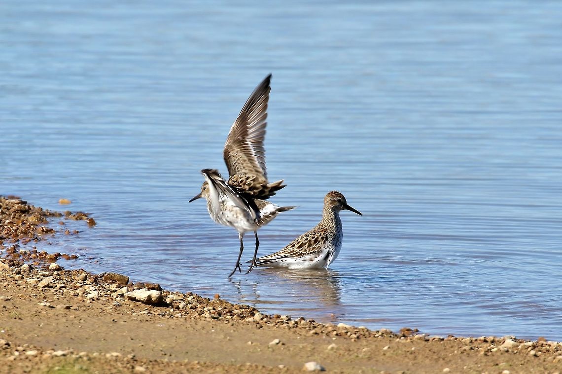White-rumped sandpiper (Calidris fuscicollis) Charlie Craig state fish hatchery, Arkansas. May 19, 2019 Calidris fuscicollis,Geotagged,Spring,United States,White-rumped sandpiper