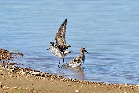 White-rumped sandpiper (Calidris fuscicollis) Charlie Craig state fish hatchery, Arkansas. May 19, 2019 Calidris fuscicollis,Geotagged,Spring,United States,White-rumped sandpiper