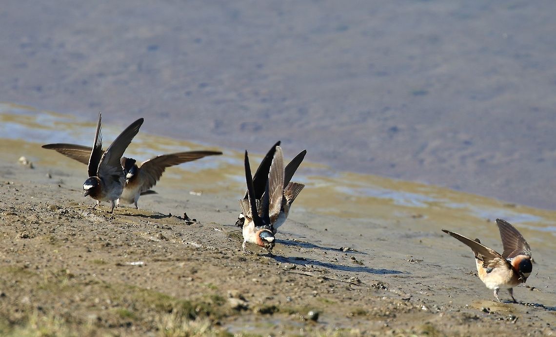 American Cliff Swallow (Petrochelidon pyrrhonota) Las Gallinas, California. Apr 17, 2019<br />
<section class="video"><iframe width="448" height="282" src="https://www.youtube-nocookie.com/embed/6B-uav0kz1Q?hd=1&autoplay=0&rel=0" frameborder="0" allowfullscreen></iframe></section> American Cliff Swallow,Geotagged,Petrochelidon pyrrhonota,United States,Winter