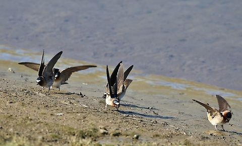 American Cliff Swallow (Petrochelidon pyrrhonota) Las Gallinas, California. Apr 17, 2019
https://www.youtube.com/watch?v=6B-uav0kz1Q American Cliff Swallow,Geotagged,Petrochelidon pyrrhonota,United States,Winter