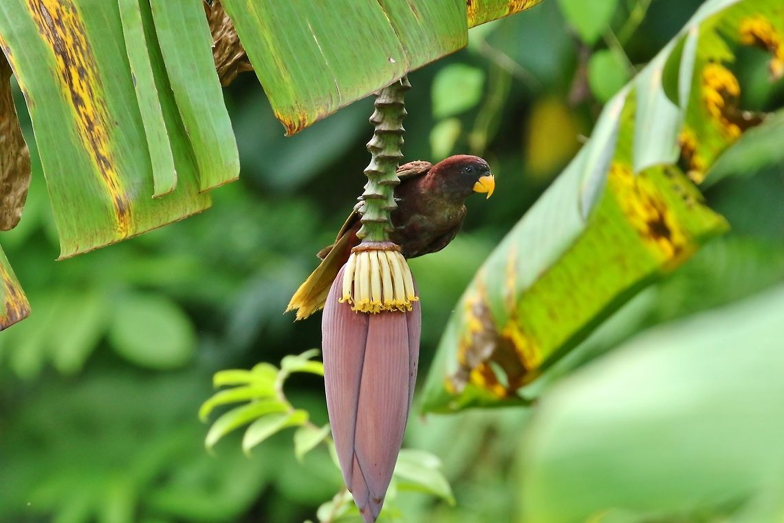 Pohnpei lorikeet (Trichoglossus rubiginosus) Sokeh&#039;s Island, Pohnpei, Federated States of Micronesia. Apr 15, 2019 Federated States of Micronesia,Geotagged,Pohnpei lorikeet,Spring,Trichoglossus rubiginosus