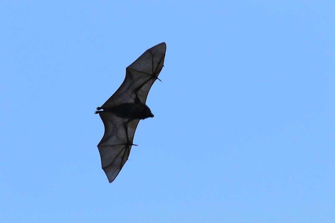 Caroline flying fox (Pteropus molossinus) Sokeh's Island, Pohnpei, Federated States of Micronesia. Apr 16, 2019 Caroline flying fox,Federated States of Micronesia,Geotagged,Pteropus molossinus,Spring