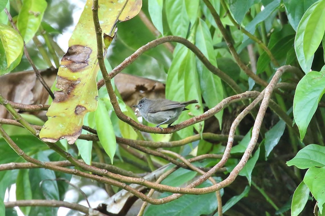 Pohnpei white-eye (Zosterops ponapensis) Sokeh's Island, Pohnpei, Federated States of Micronesia. Apr 16, 2019 Federated States of Micronesia,Geotagged,Grey-brown white-eye,Spring,Zosterops ponapensis