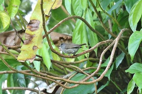 Pohnpei white-eye (Zosterops ponapensis) Sokeh's Island, Pohnpei, Federated States of Micronesia. Apr 16, 2019 Federated States of Micronesia,Geotagged,Grey-brown white-eye,Spring,Zosterops ponapensis