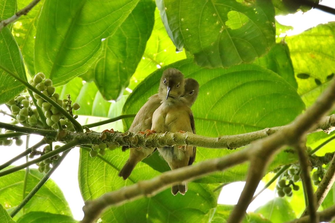 Long-billed white-eye (Rukia longirostra) Sokeh's Island, Pohnpei, Federated States of Micronesia. Apr 16, 2019 Federated States of Micronesia,Geotagged,Long-billed white-eye,Rukia longirostra,Spring