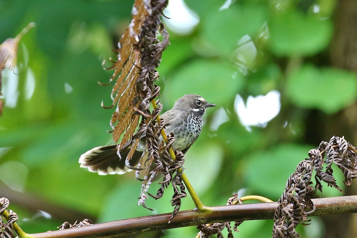 Pohnpei fantail (Rhipidura kubaryi) Sokeh&#039;s Island, Pohnpei, Federated States of Micronesia. Apr 15, 2019 Federated States of Micronesia,Geotagged,Pohnpei fantail,Rhipidura kubaryi,Spring