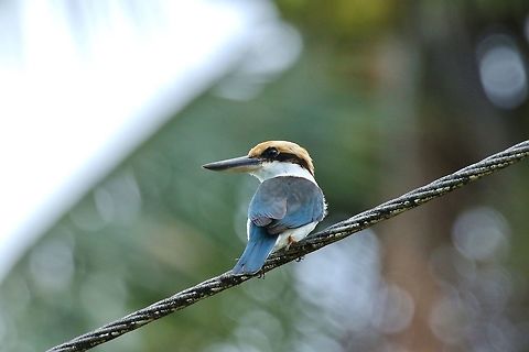 Pohnpei kingfisher (Todiramphus reichenbachii) Sokeh's Island, Pohnpei, Federated States of Micronesia. Apr 15, 2019 Federated States of Micronesia,Geotagged,Pohnpei kingfisher,Spring,Todiramphus reichenbachii