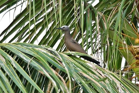 Brown noddy (Anous stolidus) Pacific Treelodge, Kosrae, FSM. Apr 19, 2019 Anous stolidus,Brown noddy,Federated States of Micronesia,Geotagged,Spring
