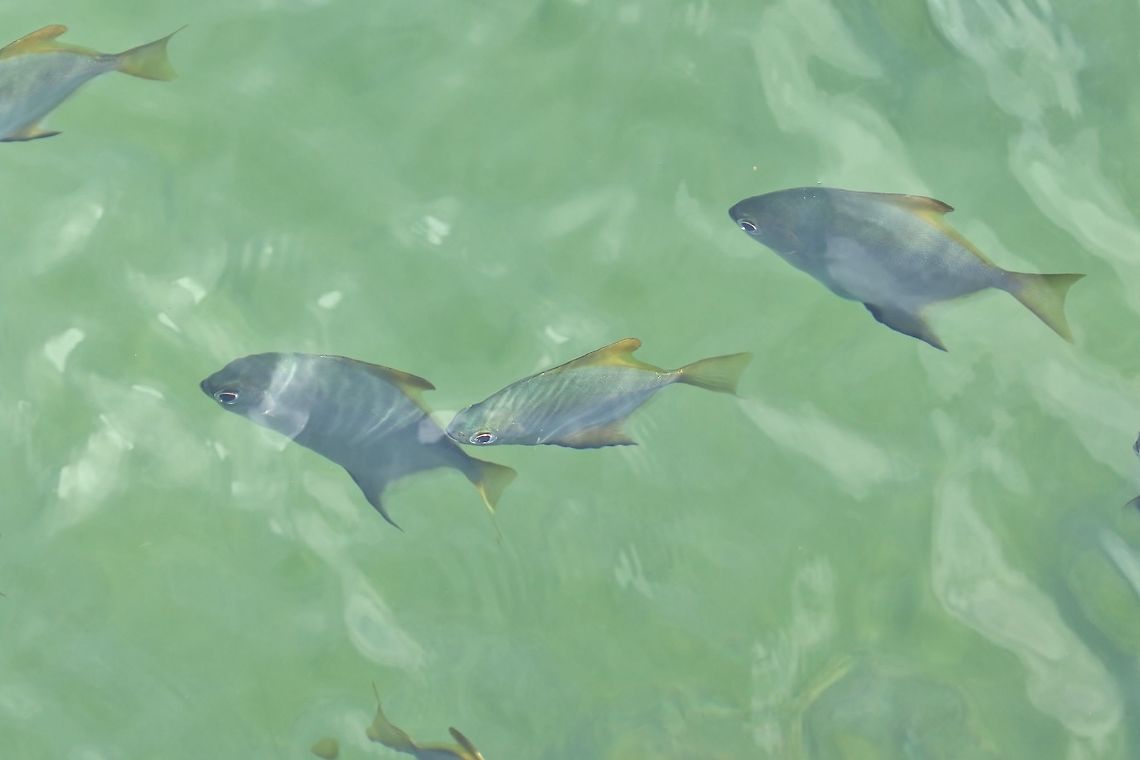 Diamondfish (Monodactylus argenteus) Mangrove Bay Hotel, Pohnpei, FSM. Apr 15, 2019 Federated States of Micronesia,Geotagged,Monodactylus argenteus,Spring