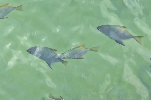 Diamondfish (Monodactylus argenteus) Mangrove Bay Hotel, Pohnpei, FSM. Apr 15, 2019 Federated States of Micronesia,Geotagged,Monodactylus argenteus,Spring